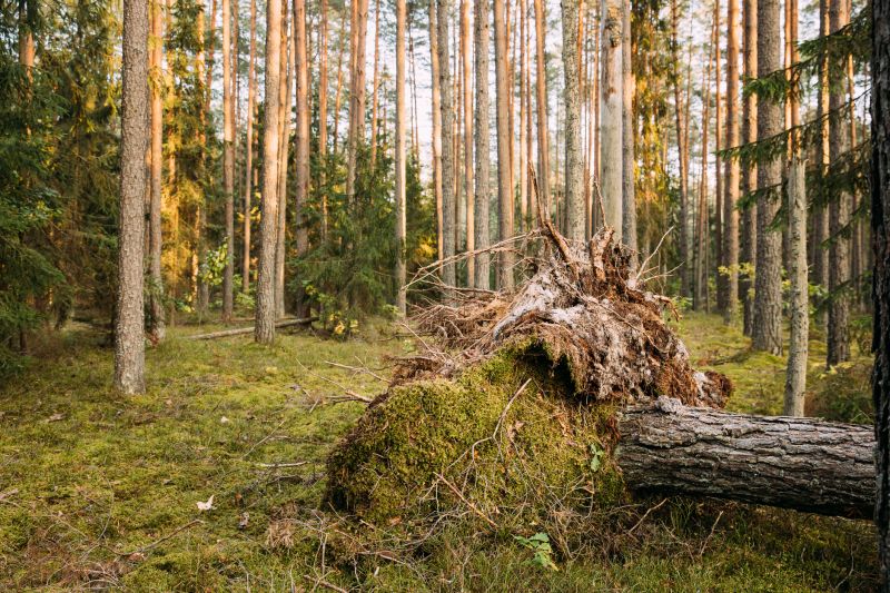 Fallen Tree Debris