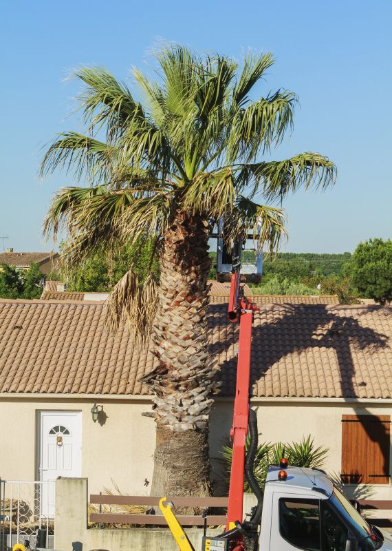 Queen Palm Tree Trimming