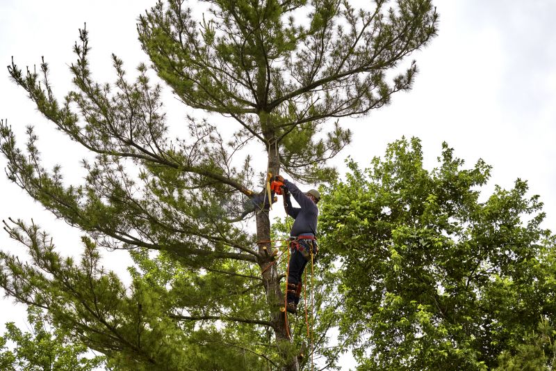 Professional Tree Trimming