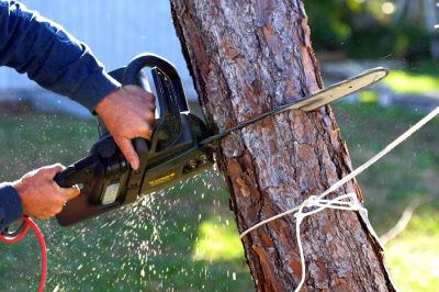 Local Tree Service Companies