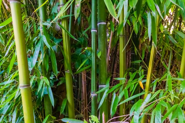 Bamboo Trimming in Cave Creek