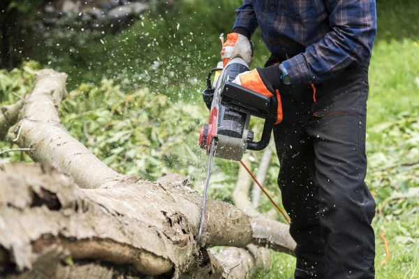 Branch Removal Service in Cave Creek