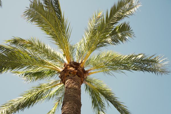 Palm Tree Pruning in Cave Creek