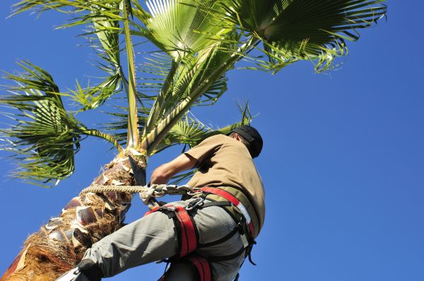 Palm Tree Trimming in Cave Creek