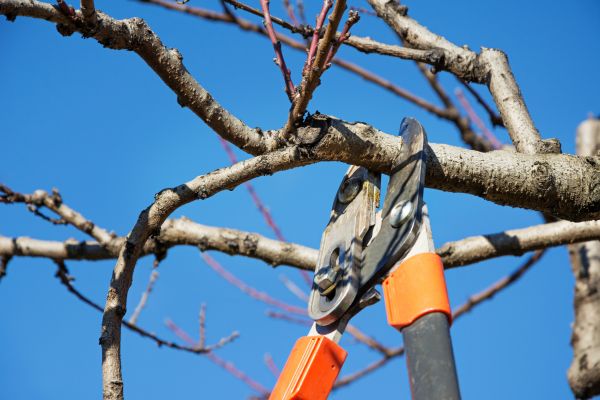 Residential Tree Service in Cave Creek