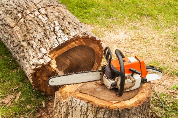 Tree Cutting Service in Cave Creek