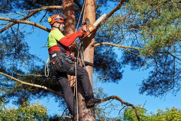 Tree Service in Cave Creek