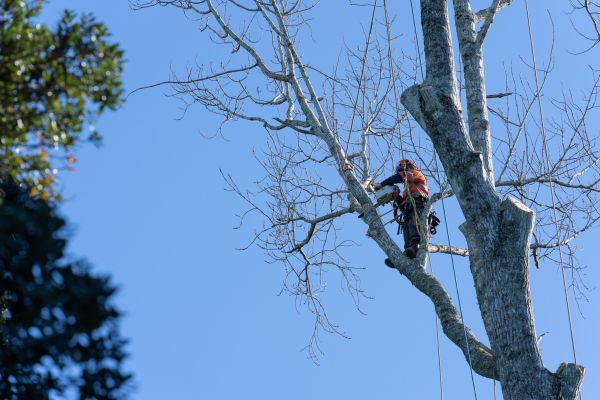 Tree Topping Service in Cave Creek