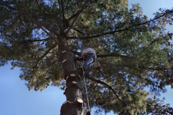 Trimming Service in Cave Creek