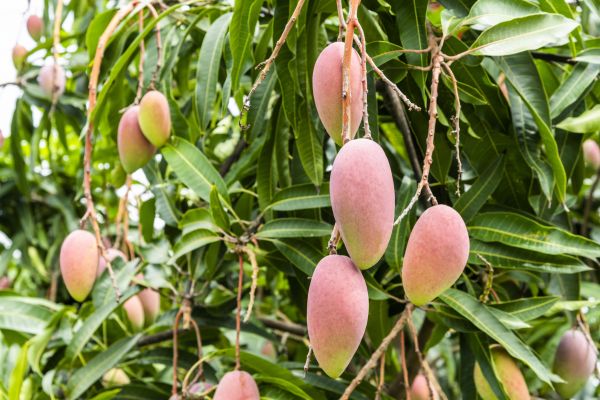 Mango Tree Trimming in Cave Creek