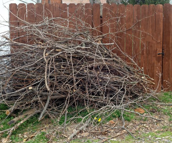 Dead Branch Removal in Cave Creek