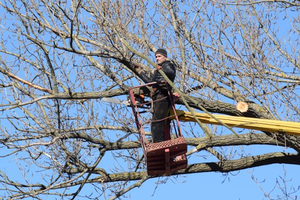Emergency Tree Trimming in Cave Creek
