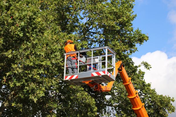Commercial Tree Service in Cave Creek