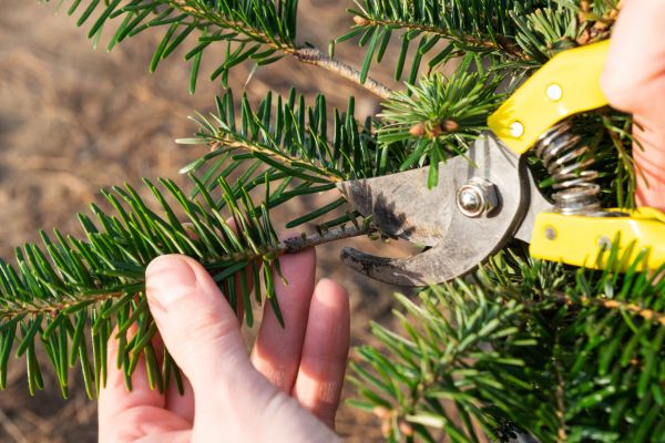 Pine Tree Pruning in Cave Creek