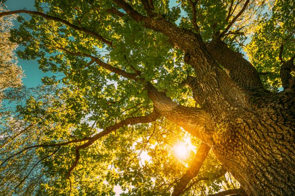 Oak Tree Pruning in Cave Creek