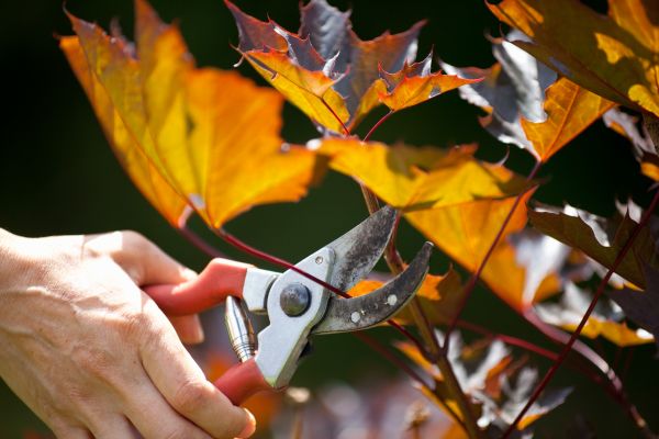 Maple Tree Pruning in Cave Creek
