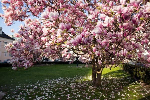 Magnolia Tree Pruning in Cave Creek
