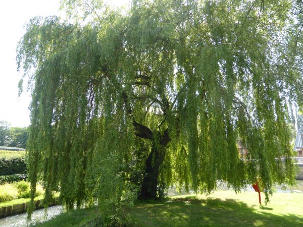 Willow Tree Trimming in Cave Creek
