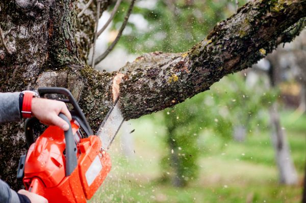 Tree Limbs Removal in Cave Creek