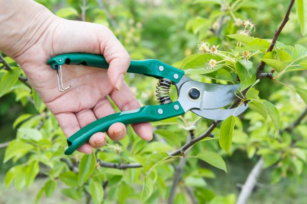 Pear Tree Pruning in Cave Creek