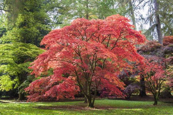 Japanese Maple Pruning in Cave Creek