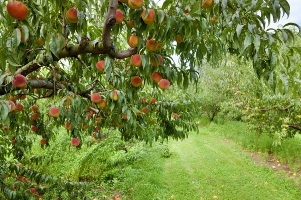 Peach Tree Pruning in Cave Creek