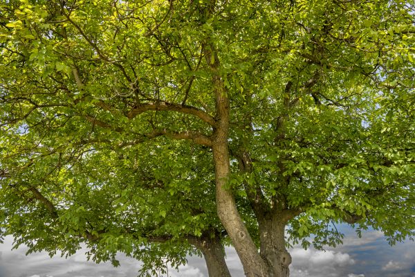 Walnut Tree Trimming in Cave Creek