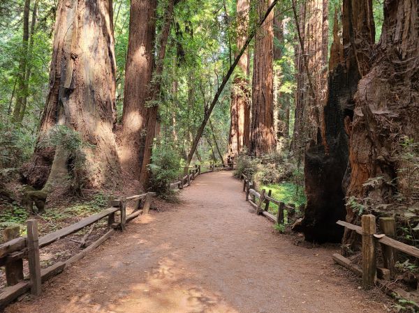 Redwood Tree Pruning in Cave Creek