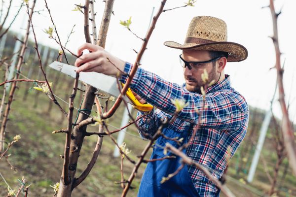 Orchard Tree Pruning in Cave Creek