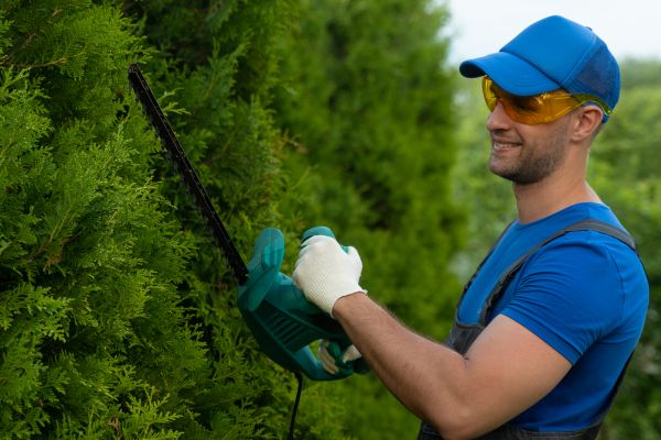 Tree Shaping Service in Cave Creek