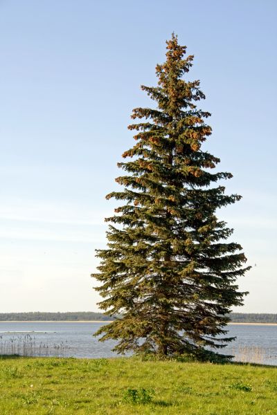 Spruce Tree Pruning in Cave Creek