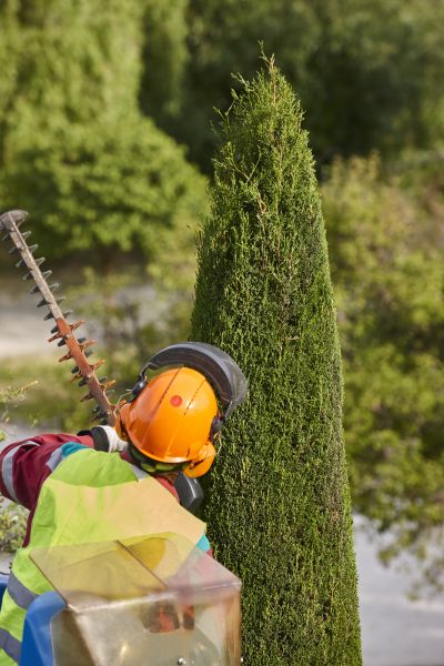 Cypress Tree Trimming in Cave Creek
