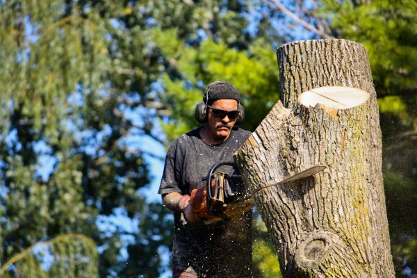 Ash Tree Pruning in Cave Creek
