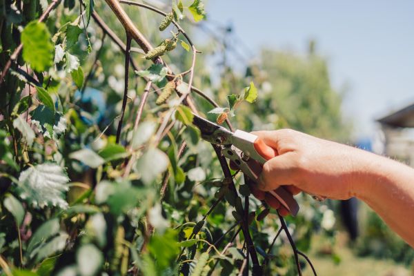 Birch Tree Pruning in Cave Creek