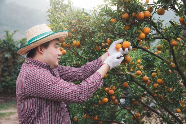 Orange Tree Pruning in Cave Creek