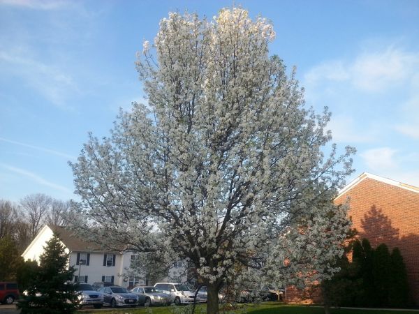 Bradford Pear Tree Pruning in Cave Creek