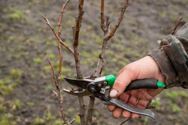 Pear Trees Pruning in Cave Creek