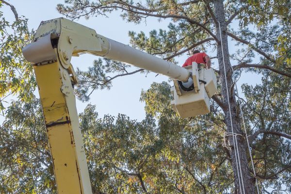 Limbs Trimming in Cave Creek