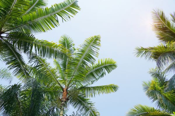 Queen Palm Tree Trimming in Cave Creek