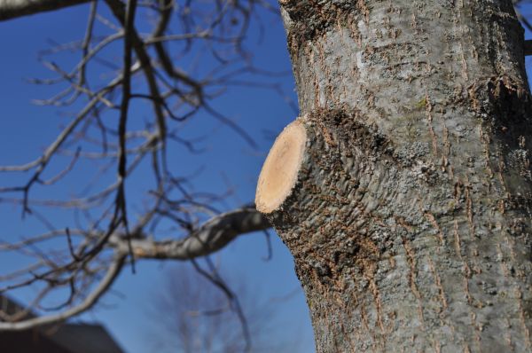 Limb Pruning in Cave Creek