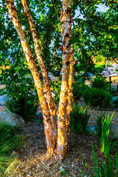 River Birch Trimming in Cave Creek