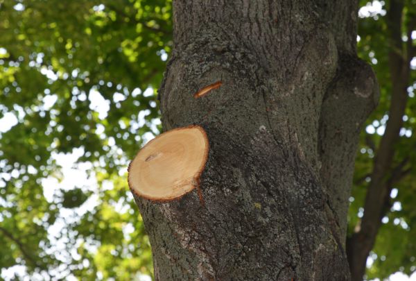 Limb Cutting in Cave Creek