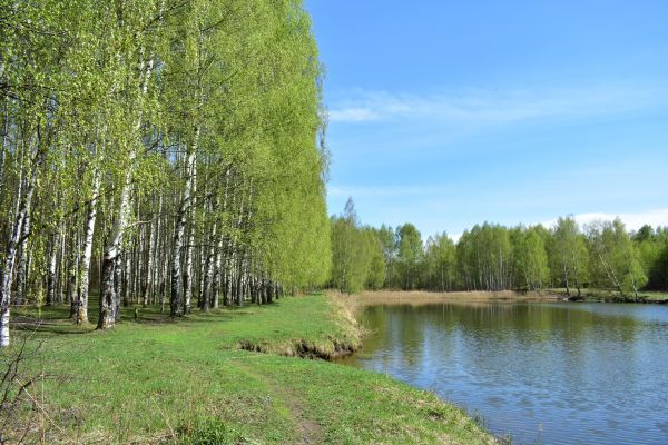 River Birch Pruning in Cave Creek