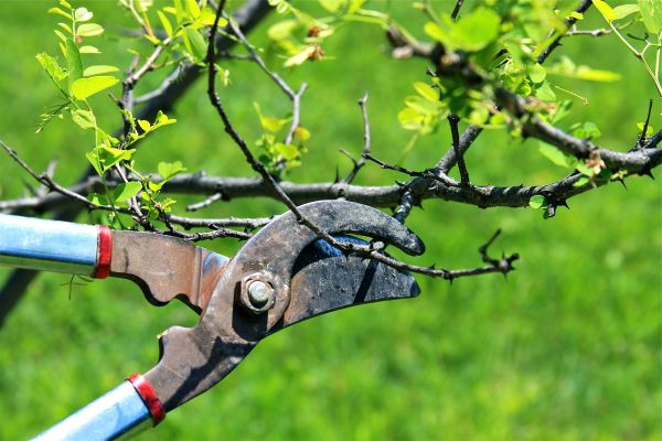 Branches Pruning in Cave Creek