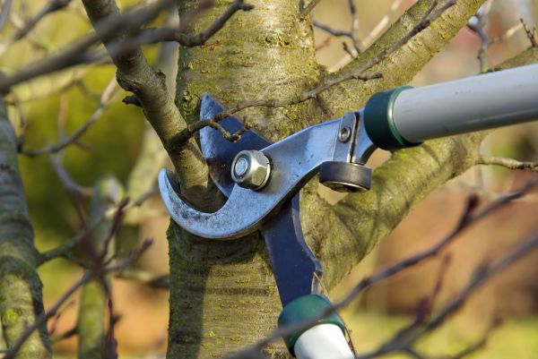 Tree Limb Trimming Service in Cave Creek