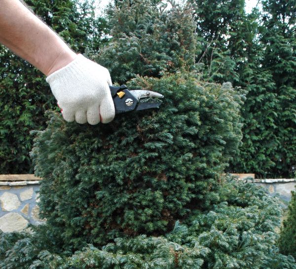 Ornamental Tree Trimming in Cave Creek
