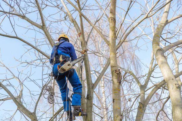 Large Tree Trimming in Cave Creek