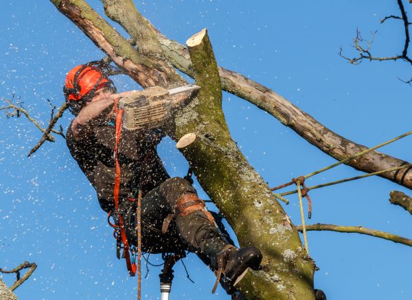Tree Trimming Service in Cave Creek