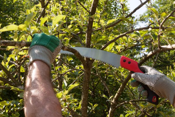 Apple Tree Trimming in Cave Creek